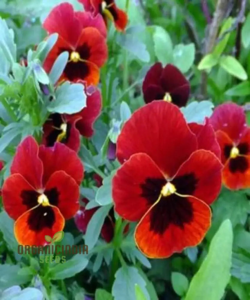 ’Red Pansy Seeds With Face Planting 100 Pcs’ Flower Seeds