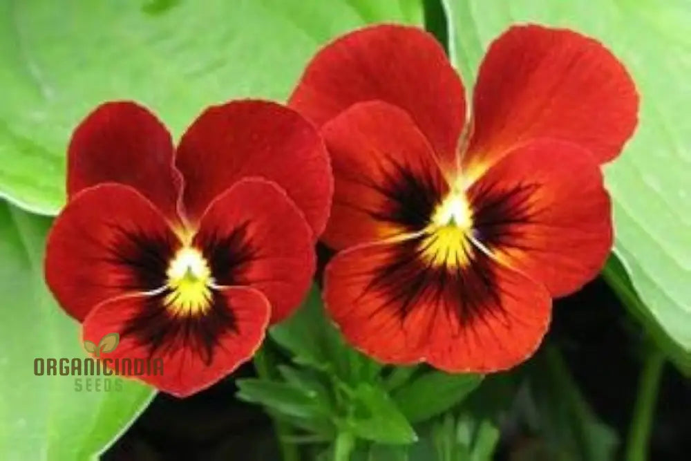 ’Red Pansy Seeds With Face Planting 100 Pcs’ Flower Seeds