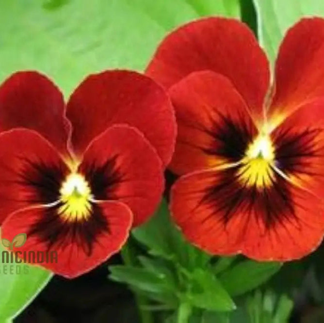 â€™Red Pansy Seeds With Face Planting 100 Pcsâ€™ Flower Seeds