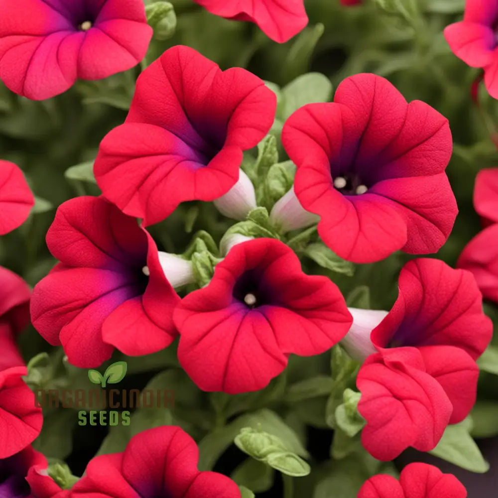 Red Pelleted Petunia Seeds - Easy-To-Sow Annuals For Brilliant Garden Blooms