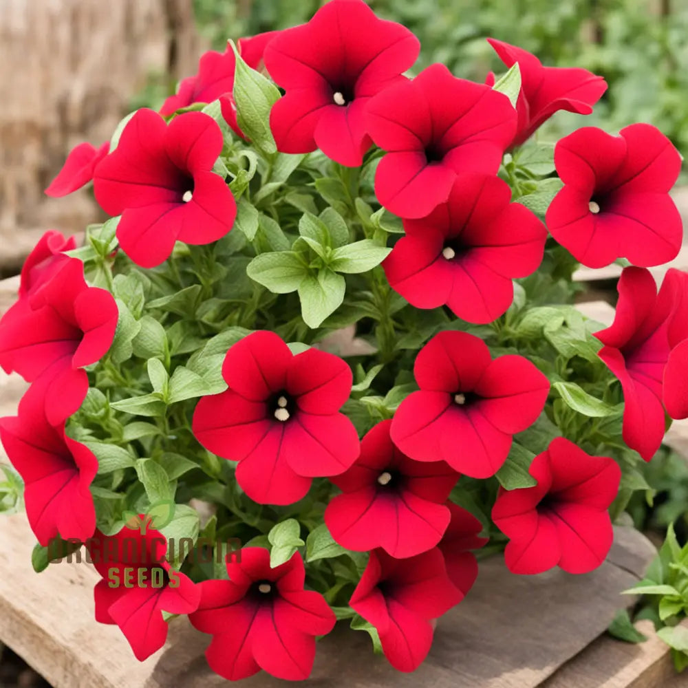 Red Pelleted Petunia Seeds - Easy-To-Sow Annuals For Brilliant Garden Blooms