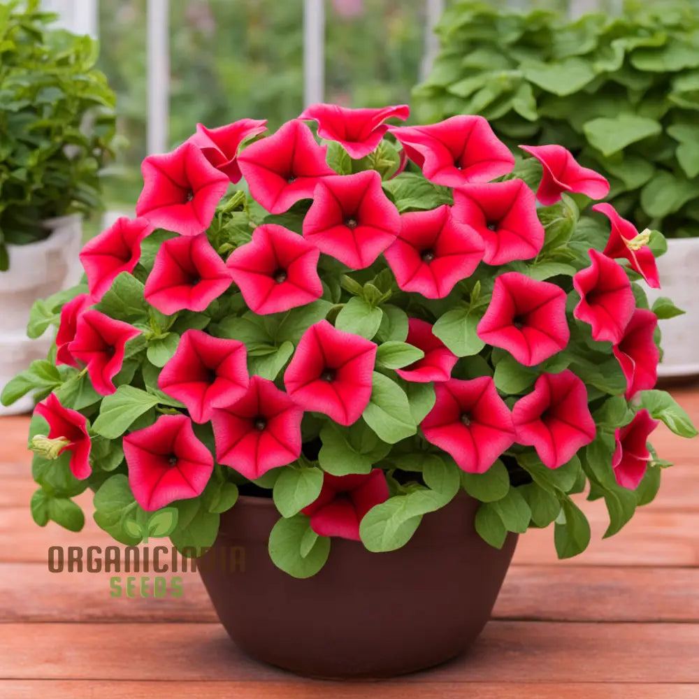 Red Pelleted Petunia Seeds - Easy-To-Sow Annuals For Brilliant Garden Blooms