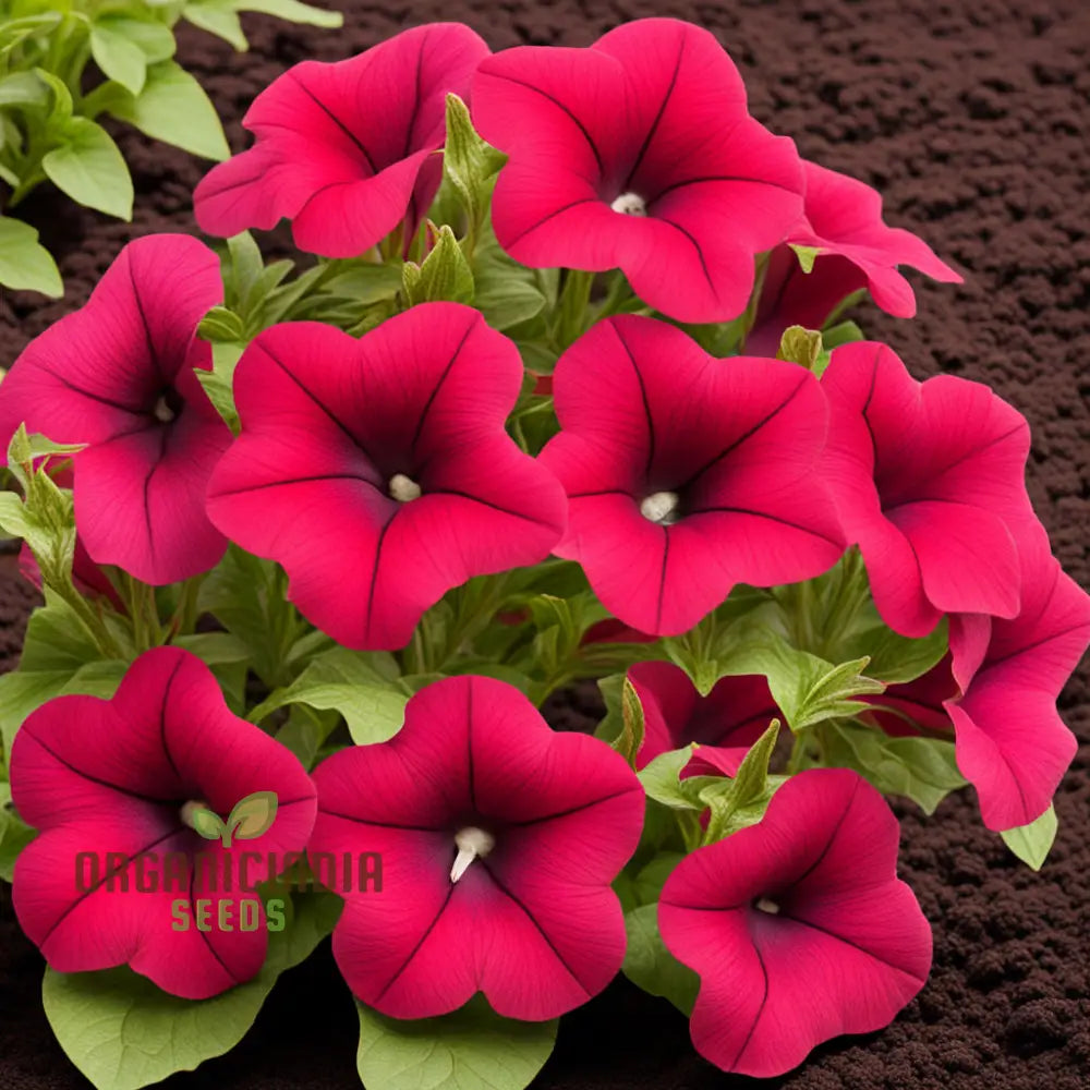 Red Pelleted Petunia Seeds - Easy-To-Sow Annuals For Brilliant Garden Blooms