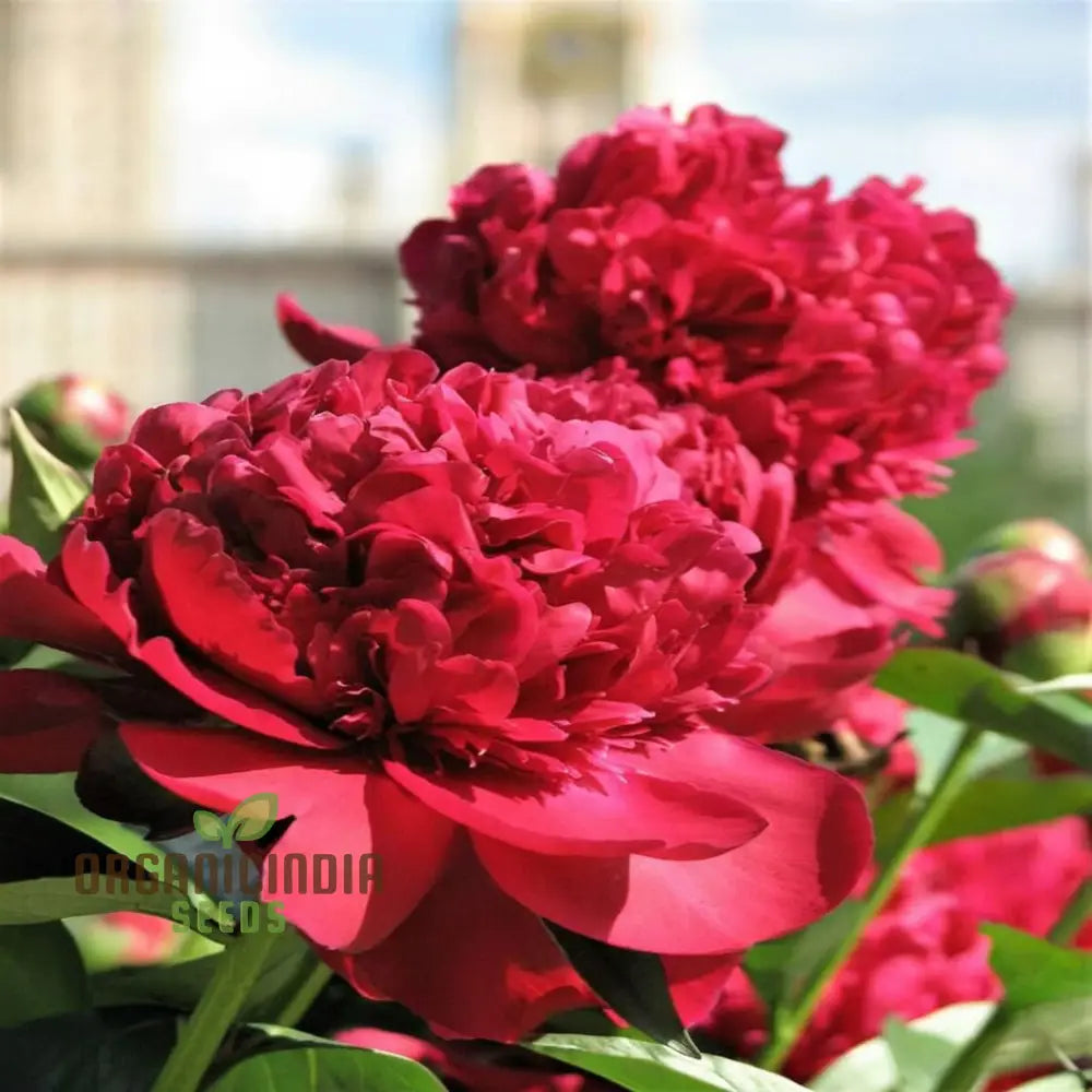 Red Peony Flower Seeds Transform Your Garden With Stunning Blossoms Ideal For Planting And