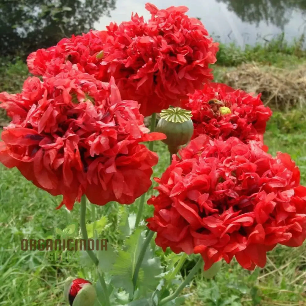 Red Peony Flower Seeds Transform Your Garden With Stunning Blossoms Ideal For Planting And