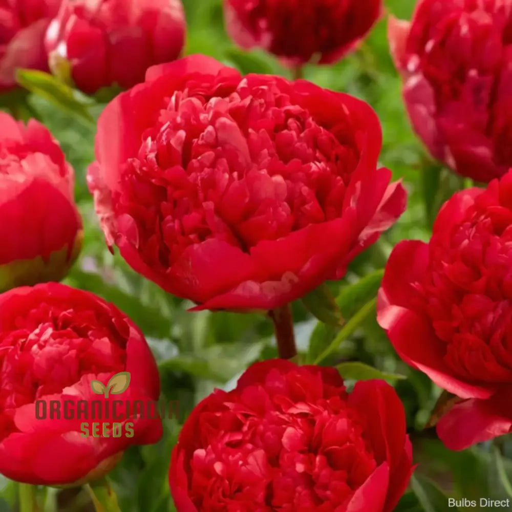 Red Peony Flower Seeds Transform Your Garden With Stunning Blossoms Ideal For Planting And