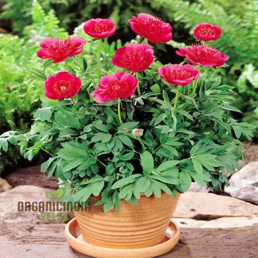 Red Peony Flower Seeds Transform Your Garden With Stunning Blossoms Ideal For Planting And