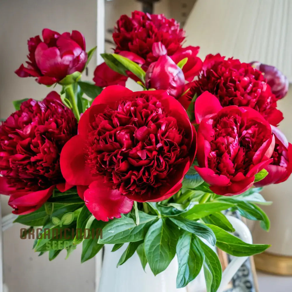 Red Peony Flower Seeds Transform Your Garden With Stunning Blossoms Ideal For Planting And