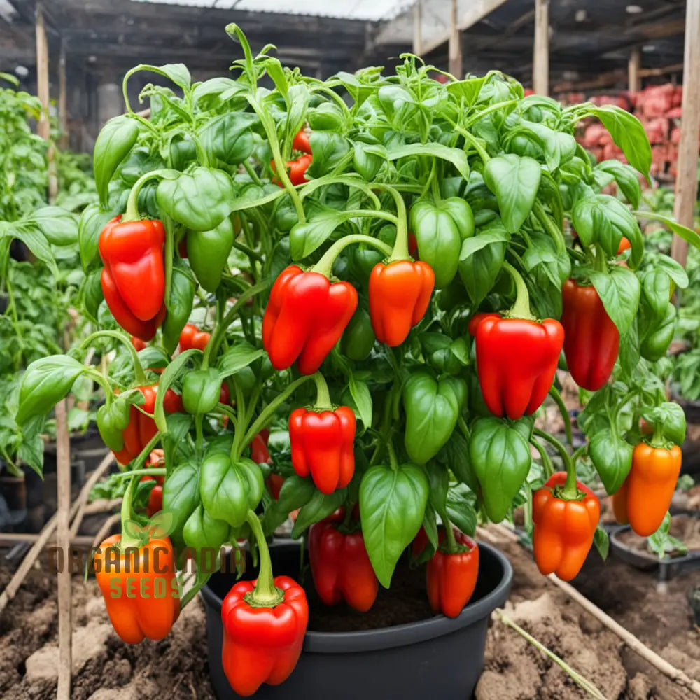 Red Pepper Seeds For Planting Capsicum Spice Up Your Garden Nightshades