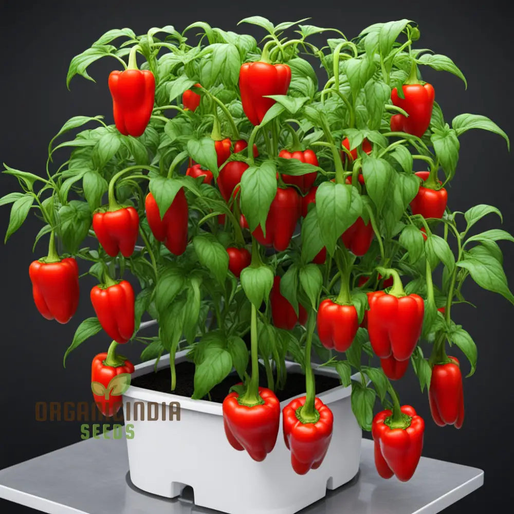 Red Pepper Seeds For Planting Capsicum Spice Up Your Garden Nightshades