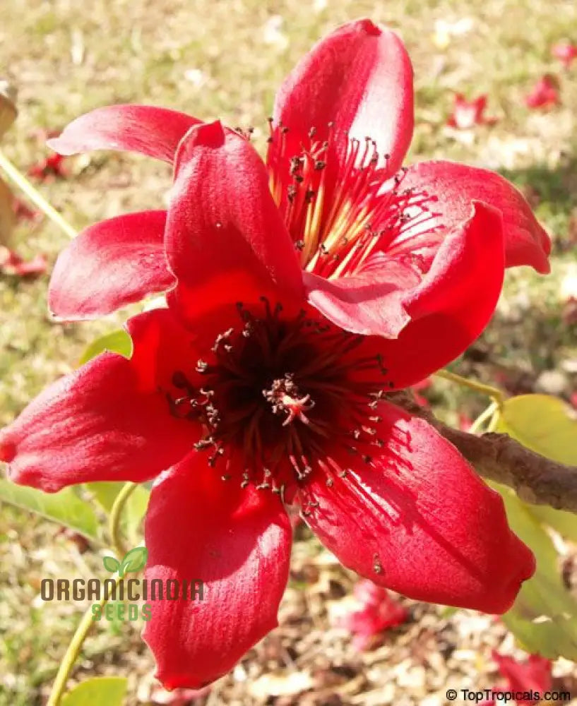 Red Perennial Kapok Plant Big Flower Seeds For Stunning Long-Lasting Blooms – Elevate Your