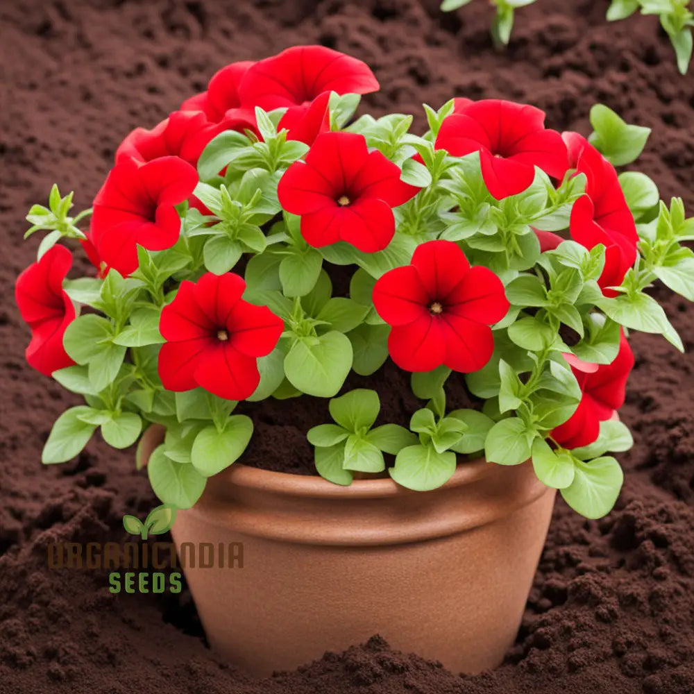 Red Petunia Flower Seeds Bold Blooms For Vibrant Garden Displays - Premium Planting And Gardening