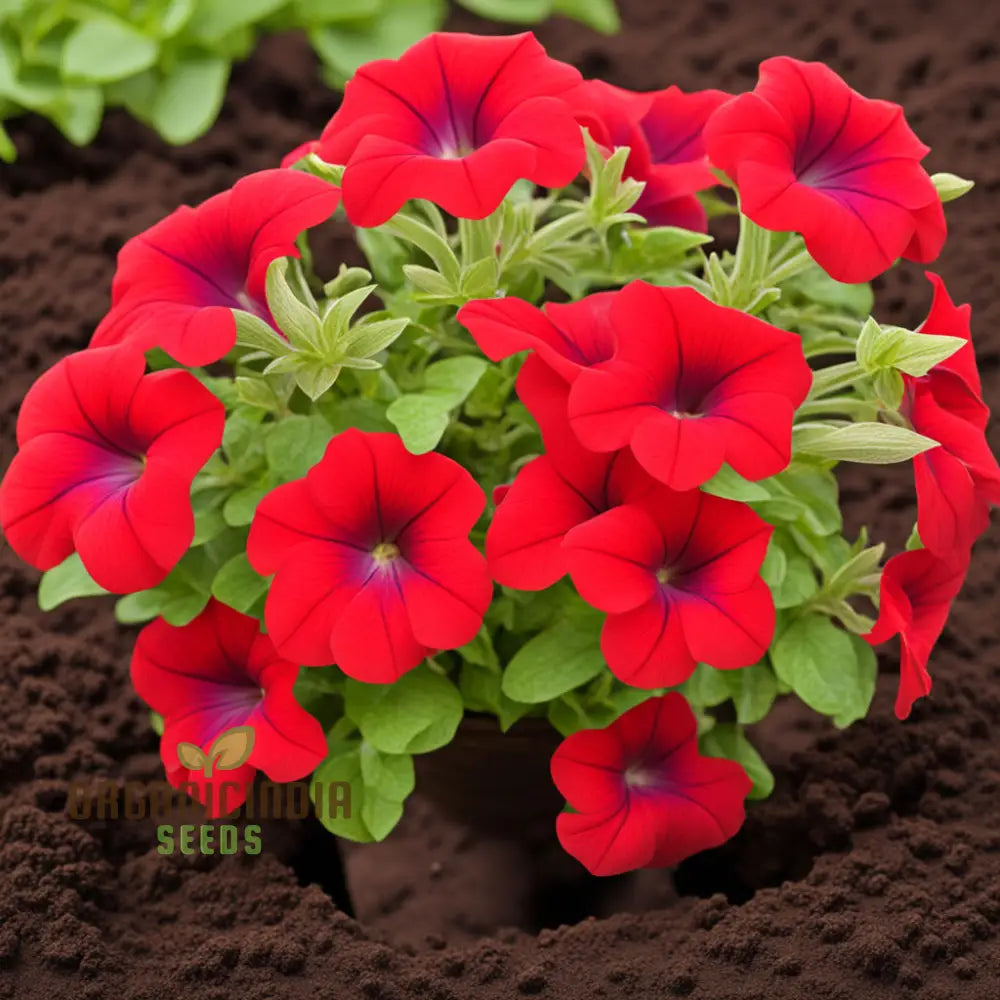 Red Petunia Flower Seeds Bold Blooms For Vibrant Garden Displays - Premium Planting And Gardening