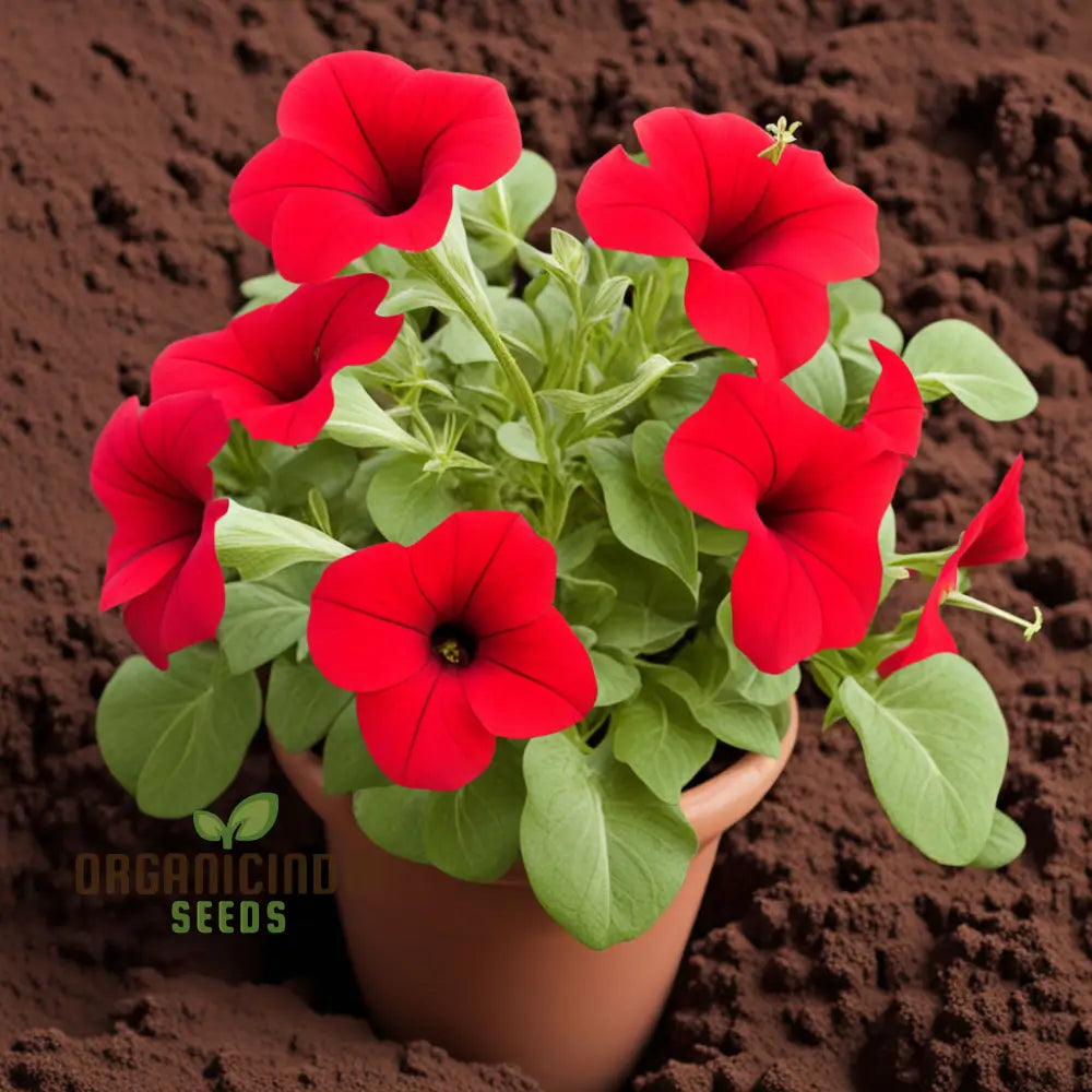 Red Petunia Flower Seeds Bold Blooms For Vibrant Garden Displays - Premium Planting And Gardening