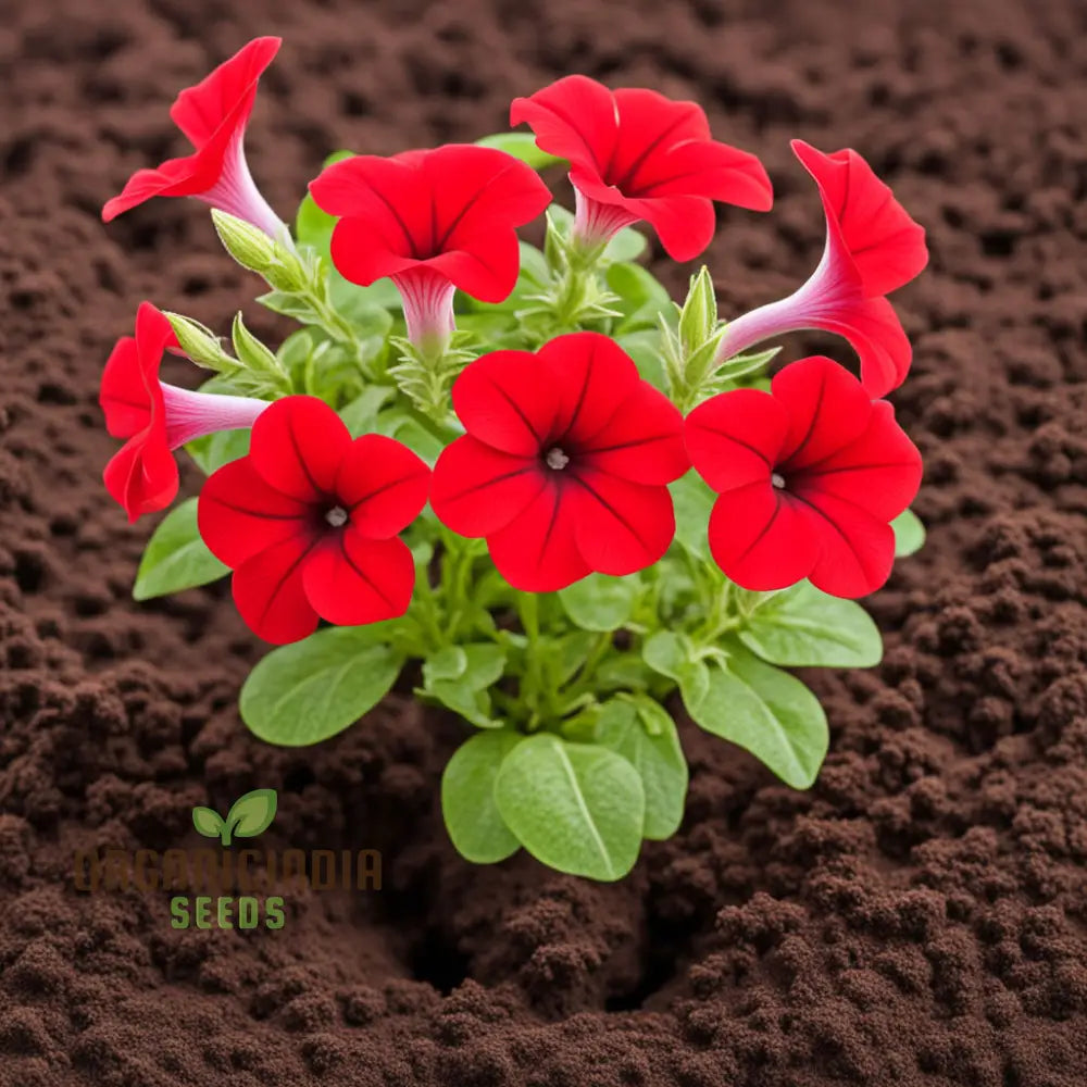 Red Petunia Flower Seeds Bold Blooms For Vibrant Garden Displays - Premium Planting And Gardening