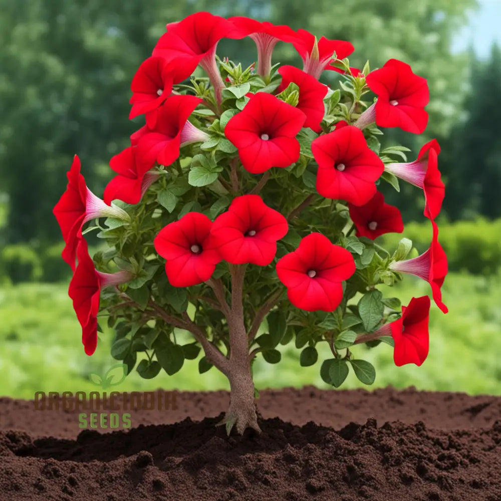 Red Petunia Flower Seeds Bold Blooms For Vibrant Garden Displays - Premium Planting And Gardening