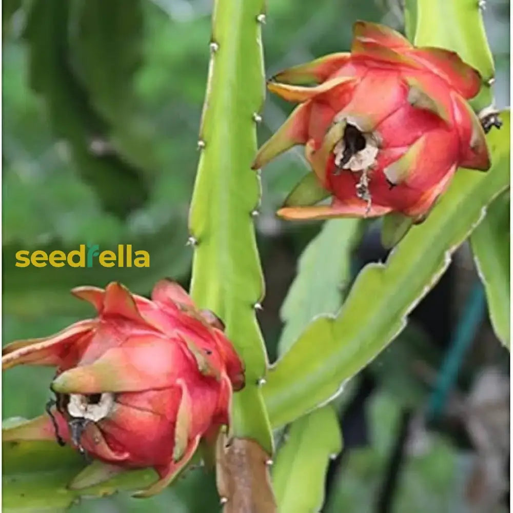 Red Pitaya Fruit Seeds For Easy Planting