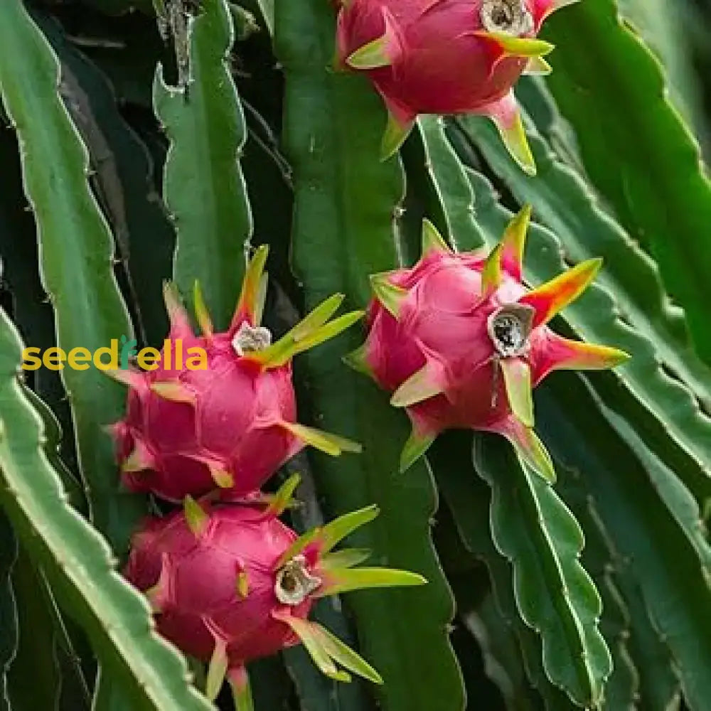 Red Pitaya Fruit Seeds For Easy Planting