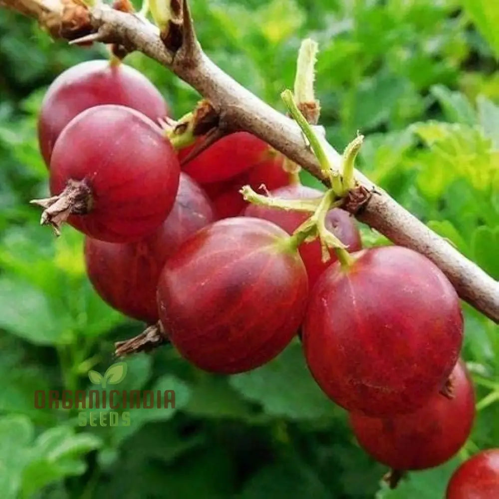 Red Pixwell Gooseberry Fruit Seeds For Planting â€“ 100 Pcs