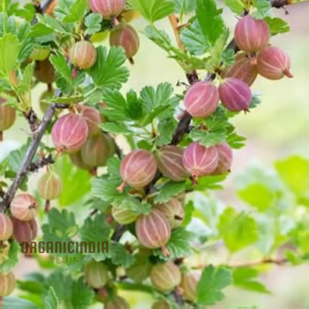 Red Pixwell Gooseberry Fruit Seeds For Planting â€“ 100 Pcs