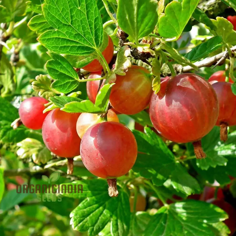 Red Pixwell Gooseberry Fruit Seeds For Planting â€“ 100 Pcs