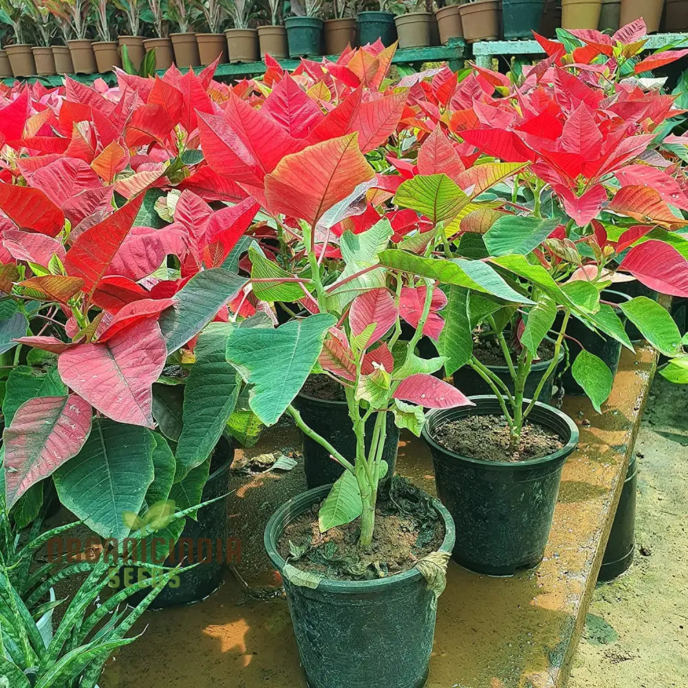 Red Poinsettia Christmas Flower Seeds For Gardening And Planting - 100 Pcs