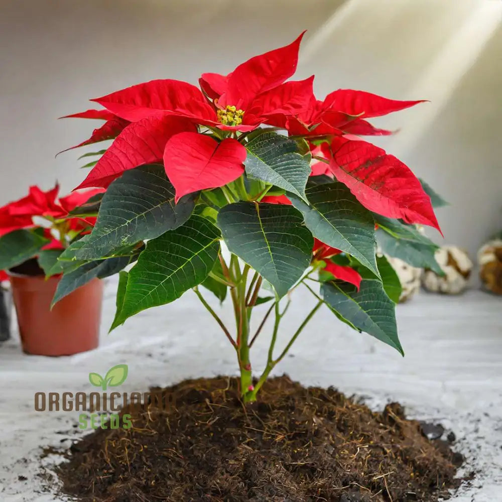 Red Poinsettia Christmas Flower Seeds For Gardening And Planting - 100 Pcs