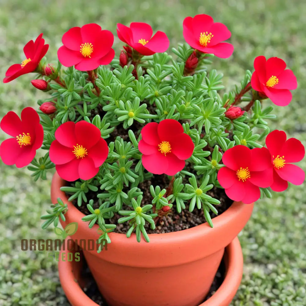 Red Portulaca Flower Seeds â€“ Elevate Your Gardening With Resilient And Stunning Blooms Annuals