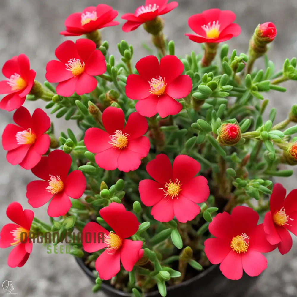 Red Portulaca Flower Seeds – Elevate Your Gardening With Resilient And Stunning Blooms Annuals