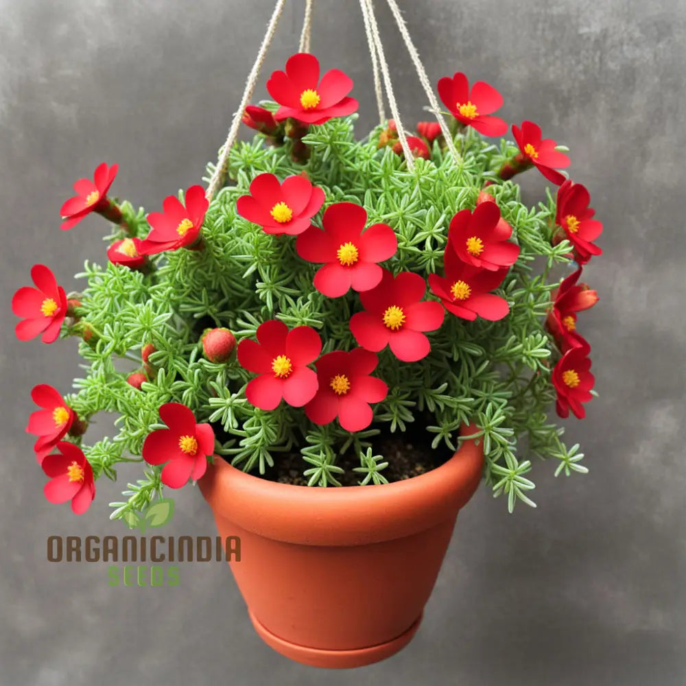 Red Portulaca Flower Seeds â€“ Elevate Your Gardening With Resilient And Stunning Blooms Annuals