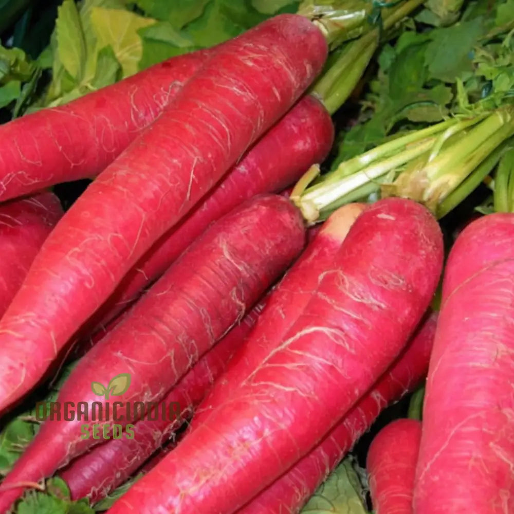 Red Radish Seeds Fast Growing Crisp & Flavorful Vegetable Perfect For Home Gardening