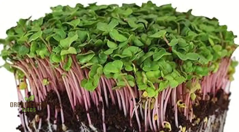 Red Radish Sprouts Seed Cultivate Fresh And Flavorful At Home For Nutritious Additions To Your Meals