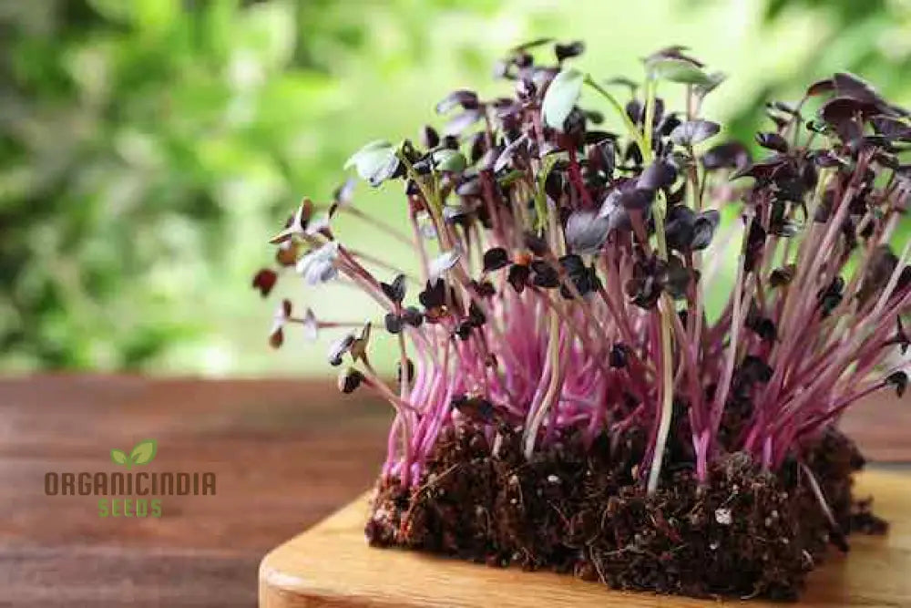 Red Radish Sprouts Seed Cultivate Fresh And Flavorful At Home For Nutritious Additions To Your Meals