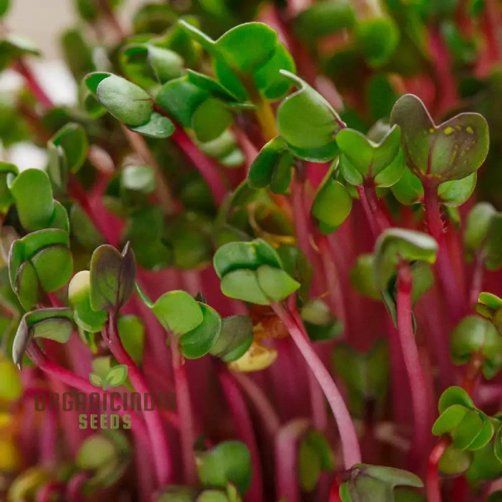 Red Radish Sprouts Seed Cultivate Fresh And Flavorful At Home For Nutritious Additions To Your Meals