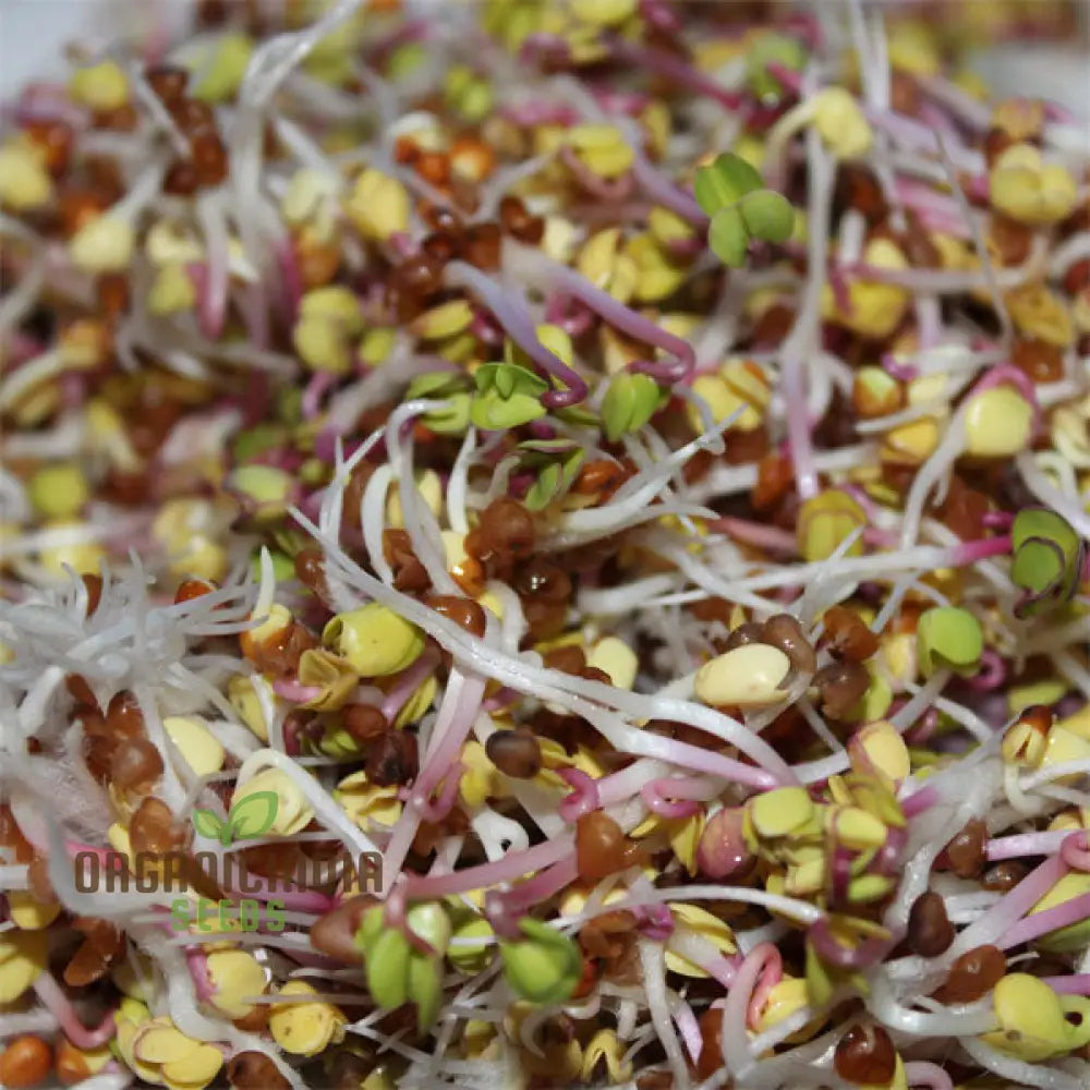 Red Radish Sprouts Seed Cultivate Fresh And Flavorful At Home For Nutritious Additions To Your Meals