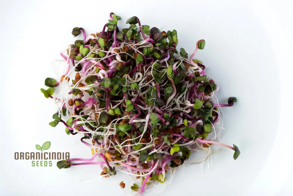 Red Radish Sprouts Seed Cultivate Fresh And Flavorful At Home For Nutritious Additions To Your Meals