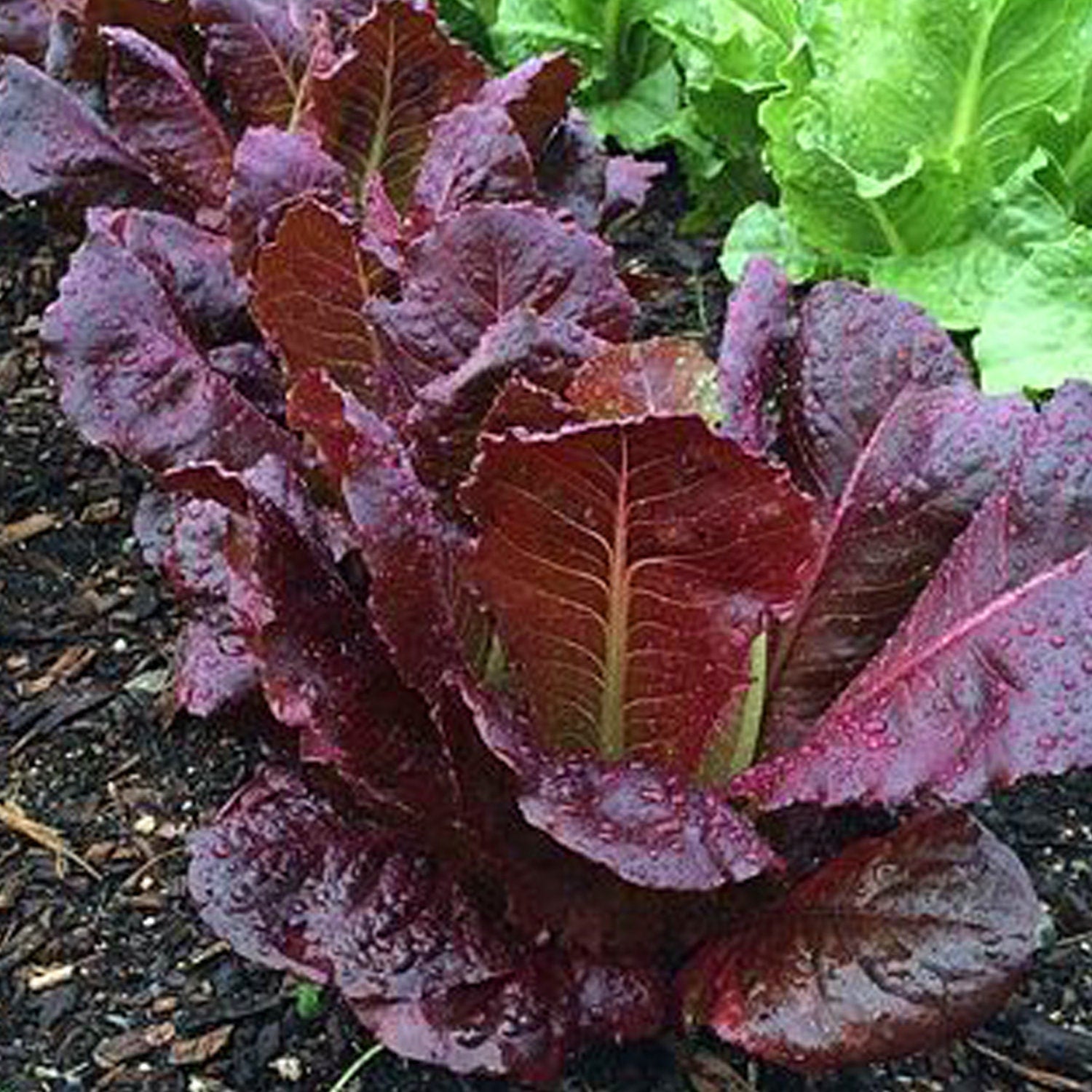 Red Cos Lettuce Seeds for Planting Nutrient-Rich Salad Leaves Transform Your Gardening with Fresh, Homegrown Greens