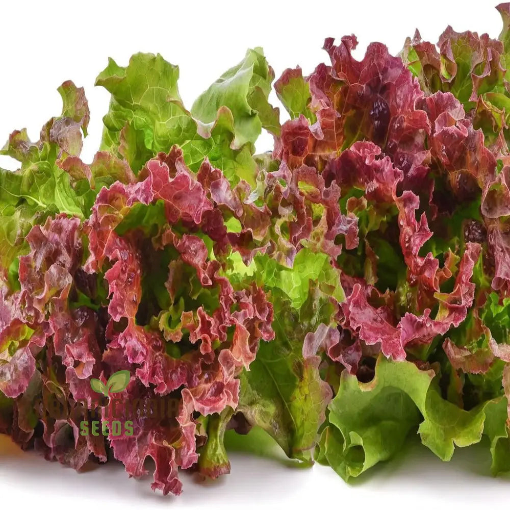 Red Romaine Lettuce Seeds For Home Gardening Premium Quality Growing Fresh Crisp