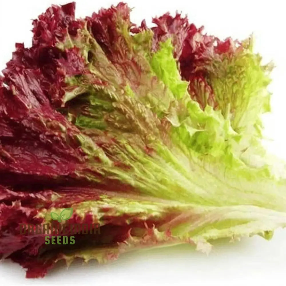 Red Romaine Lettuce Seeds For Home Gardening Premium Quality Growing Fresh Crisp