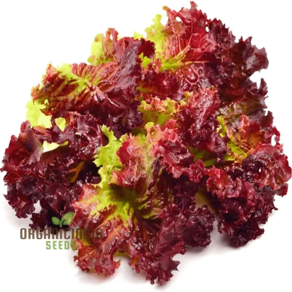 Red Romaine Lettuce Seeds For Home Gardening Premium Quality Growing Fresh Crisp