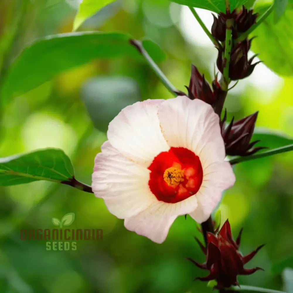 Red Roselle Flowering Seeds A Comprehensive Guide To Planting Gardening And Growing This Vibrant