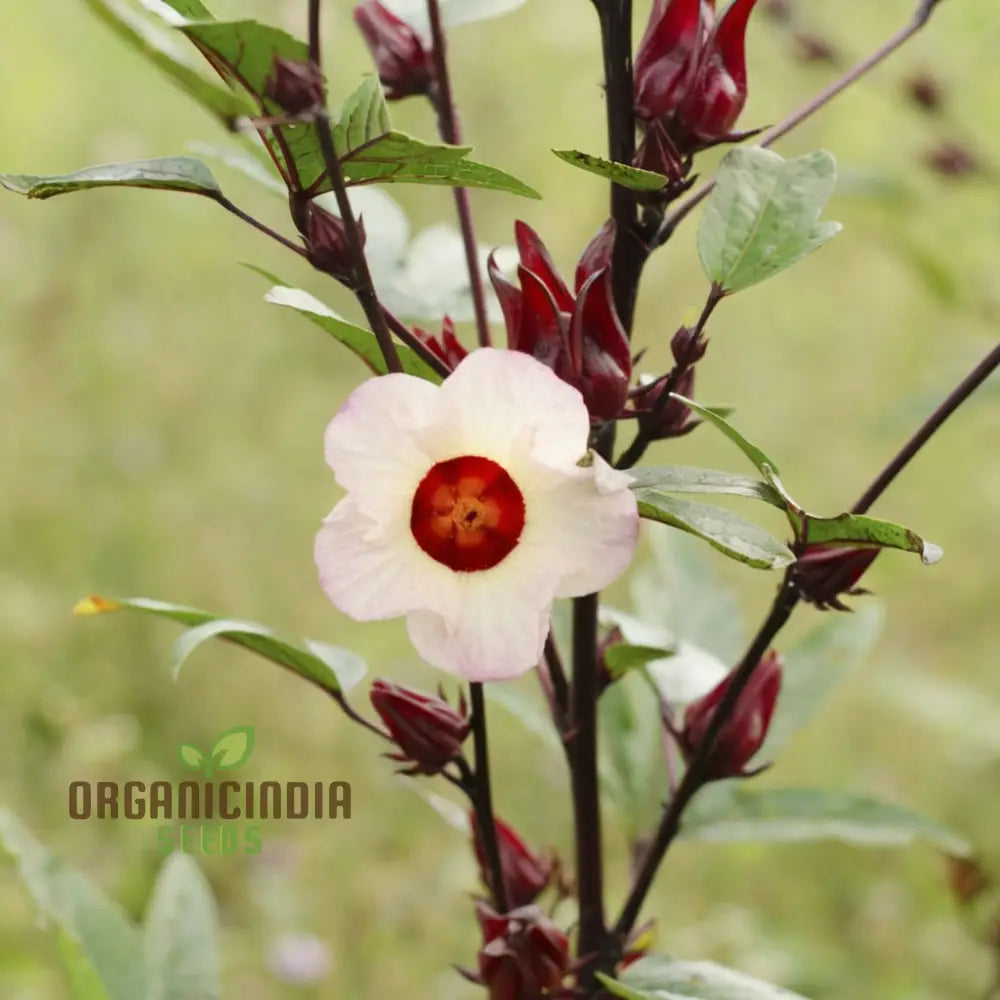 Red Roselle Flowering Seeds A Comprehensive Guide To Planting Gardening And Growing This Vibrant