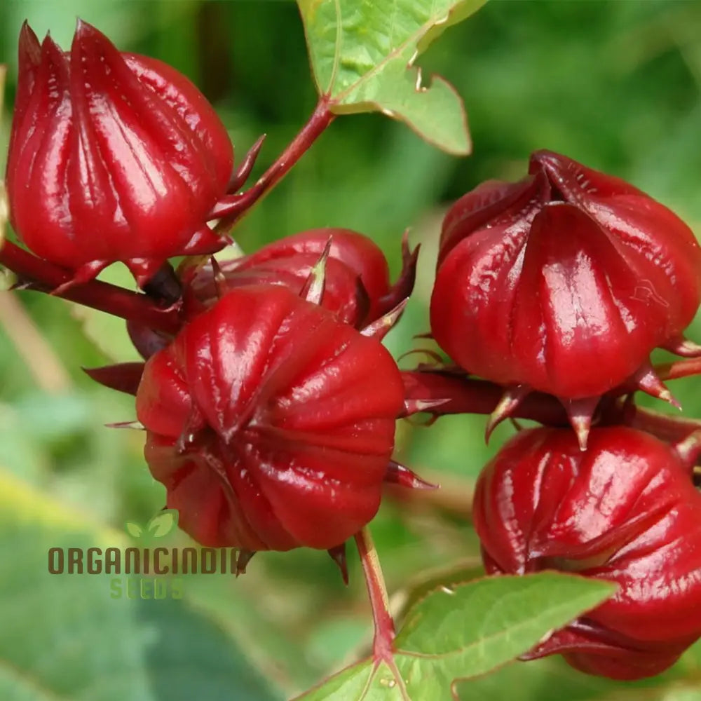 Red Roselle Flowering Seeds A Comprehensive Guide To Planting Gardening And Growing This Vibrant