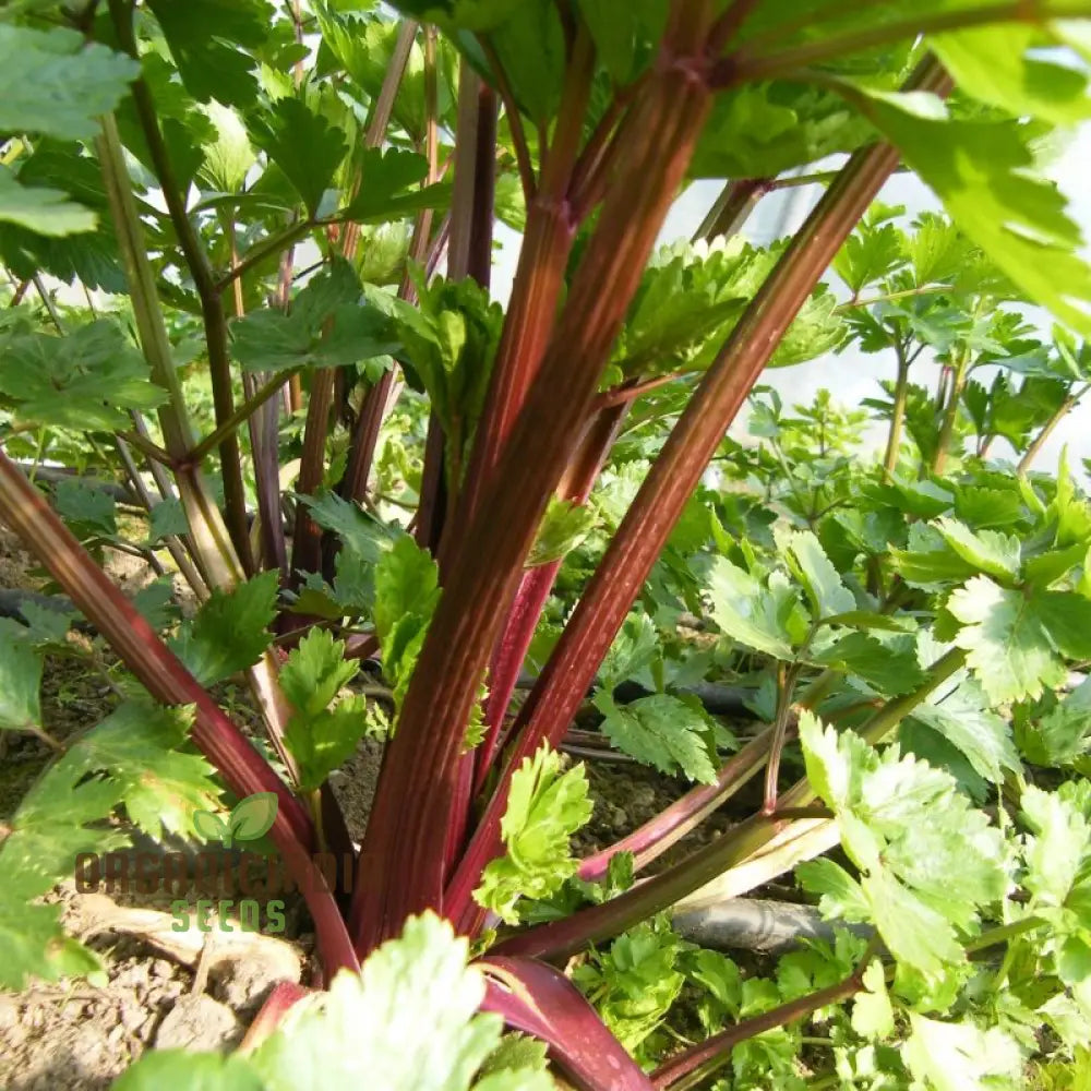 Red Soup Celery Seeds – Elevate Your Culinary Experience With Flavorful Nutrient-Rich Harvests!