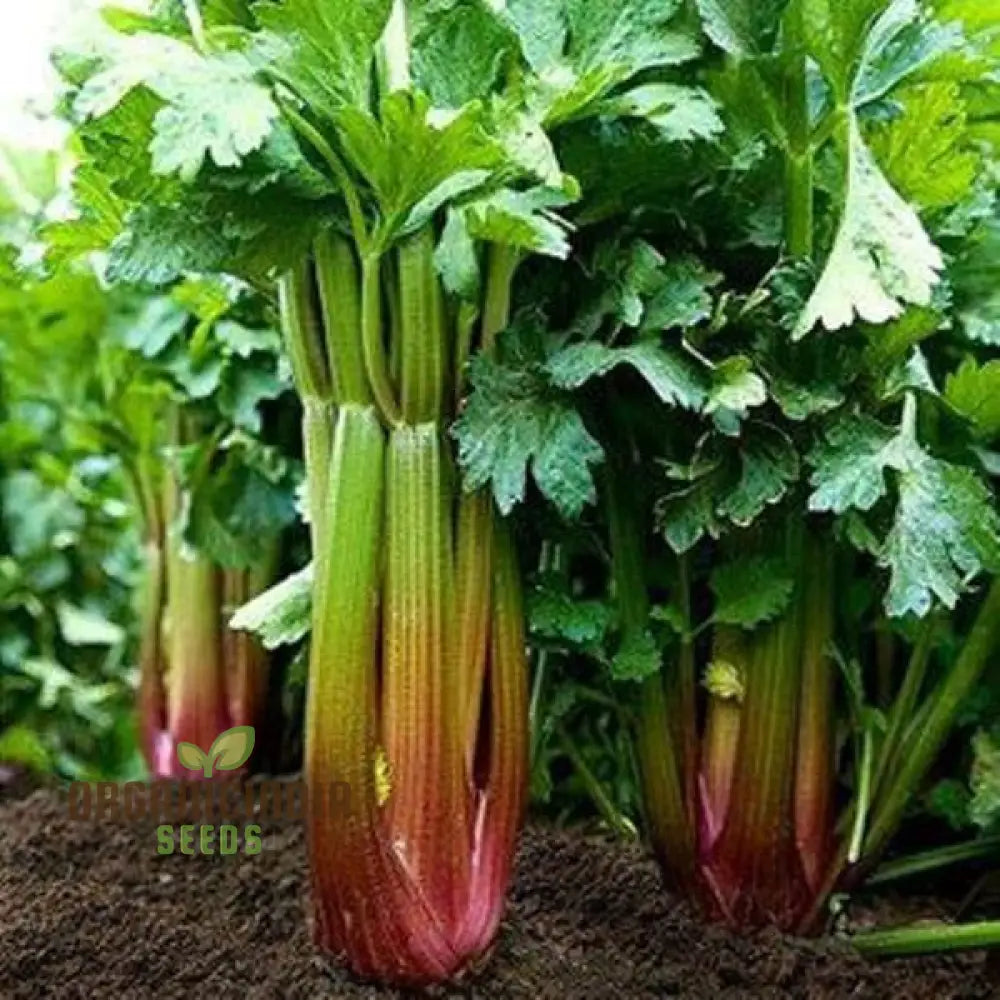 Red Soup Celery Seeds – Elevate Your Culinary Experience With Flavorful Nutrient-Rich Harvests!