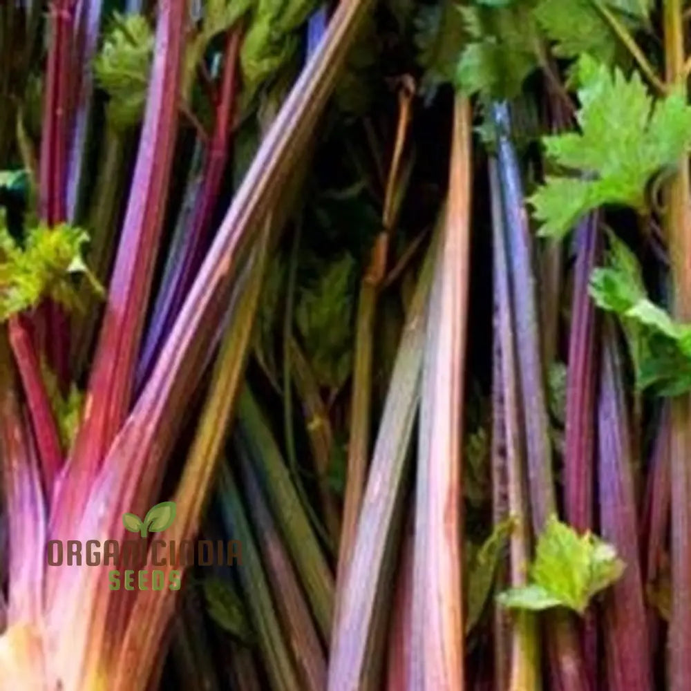 Red Soup Celery Seeds – Elevate Your Culinary Experience With Flavorful Nutrient-Rich Harvests!