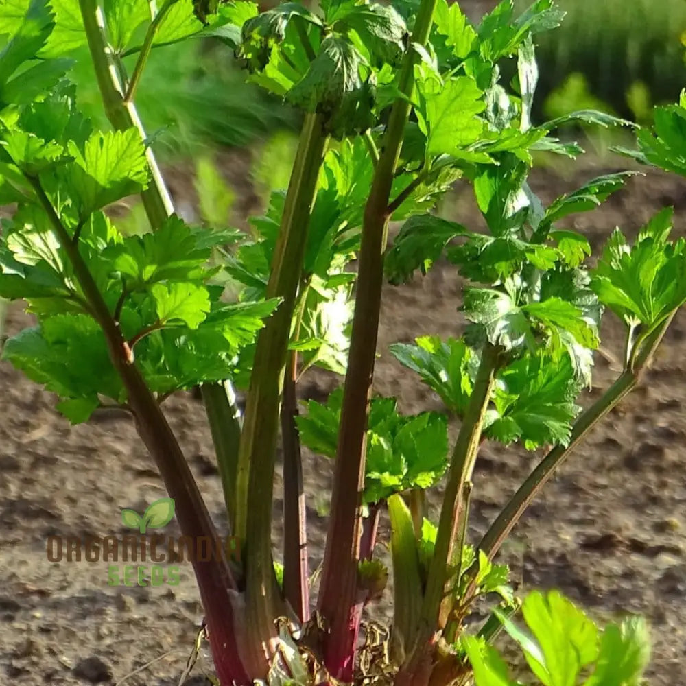 Red Soup Celery Seeds – Elevate Your Culinary Experience With Flavorful Nutrient-Rich Harvests!