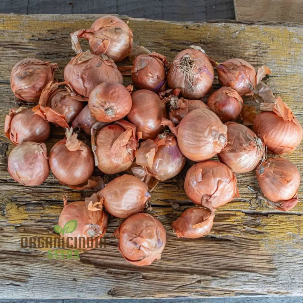 Red Sun Shallot Sets – Elevate Your Gardening Experience With Flavorful Homegrown Alliums