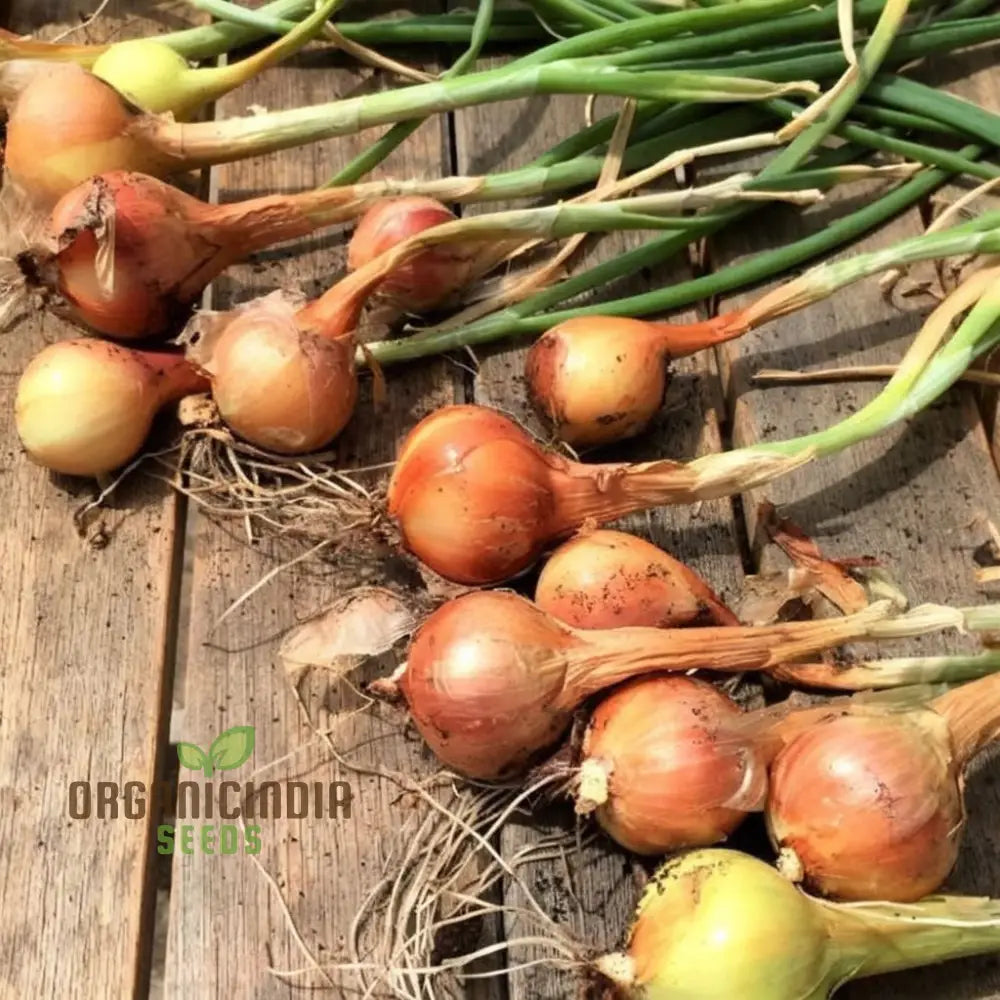 Red Sun Shallot Sets – Elevate Your Gardening Experience With Flavorful Homegrown Alliums