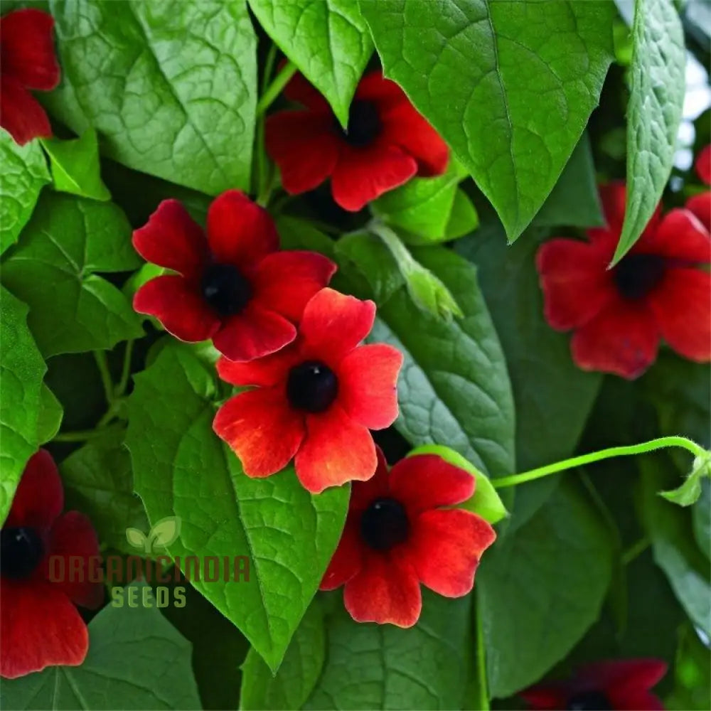 Red Thunbergia Alata Flower Seeds - Vibrant Blooms For Cascading Garden Splendor Climbers